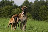 DOGUE ALLEMAND 262